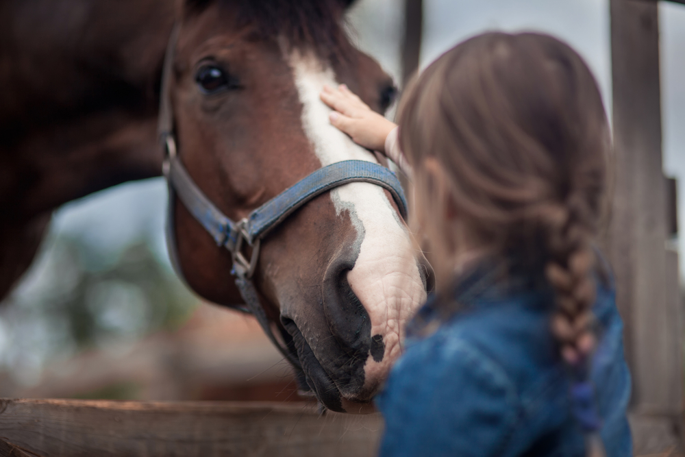 Equine Veterinarian Woodinville, WA Equine Veterinarian Woodinville, WA