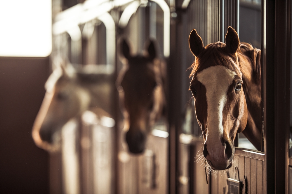 Equine Veterinarian Woodinville, WA Equine Veterinarian Woodinville, WA