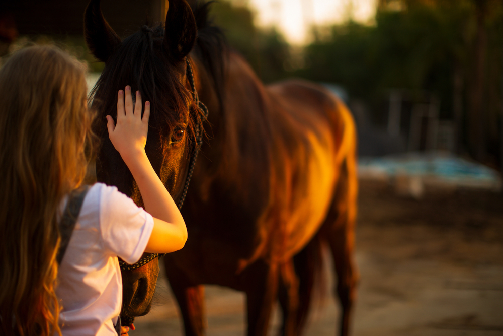 Equine Veterinarian Woodinville, WA Equine Veterinarian Woodinville, WA